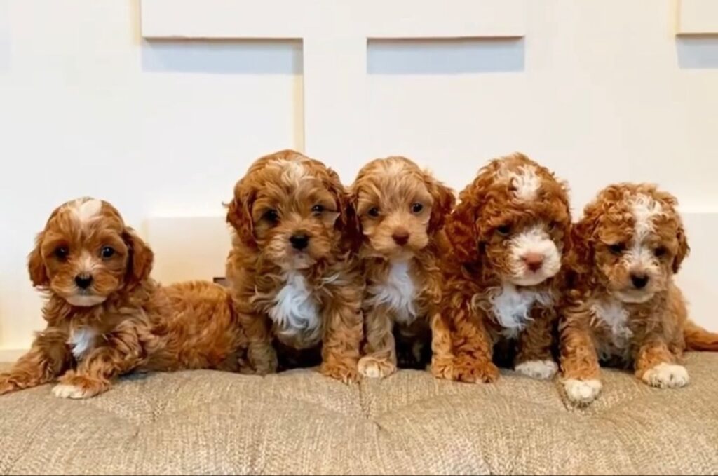 Cavapoo Puppies for sale in Pennsylvania