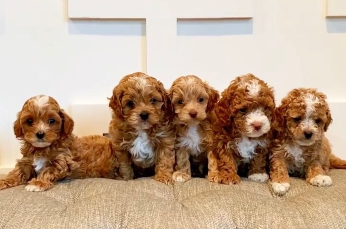 Cavapoo Puppies for Sale in Pennsylvania(2026)| Atlantic Cavapoo