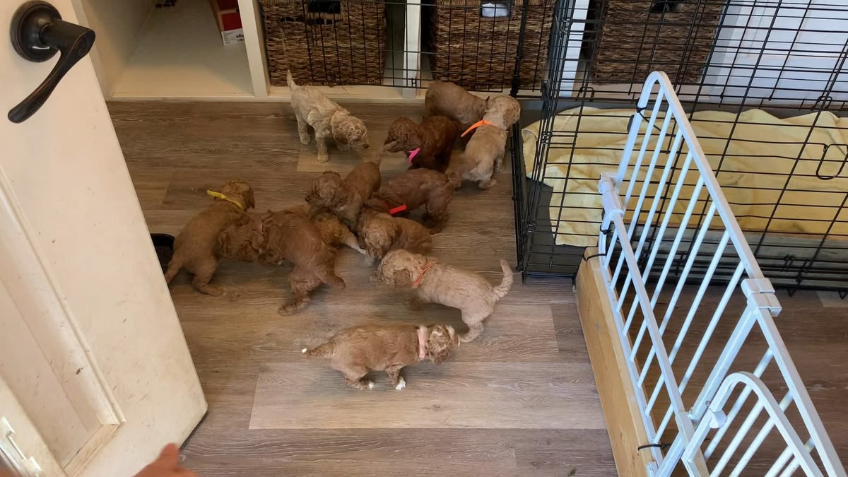 Cavapoo Puppy Playing in Virginia