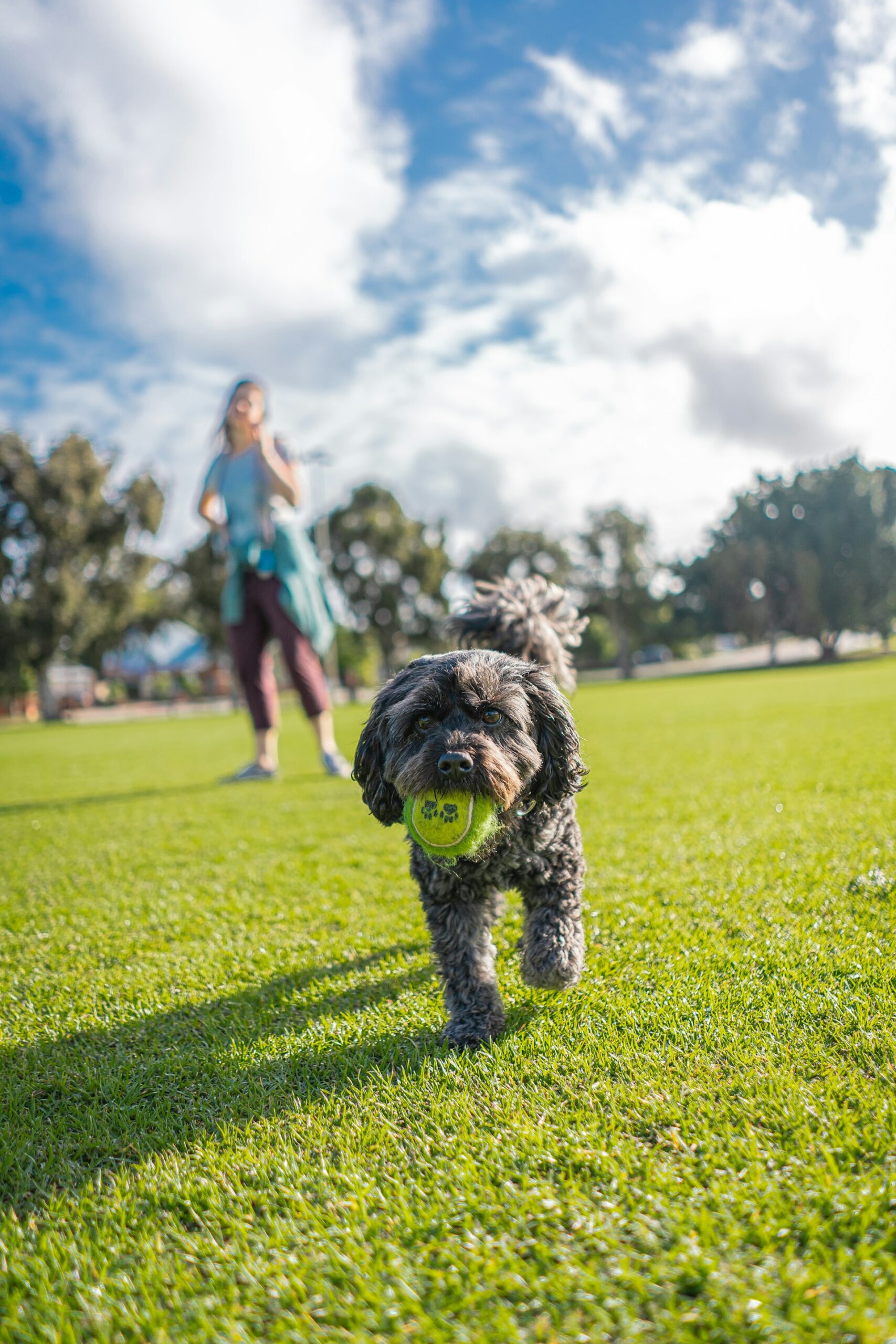 Family with Cavapoo puppy in California