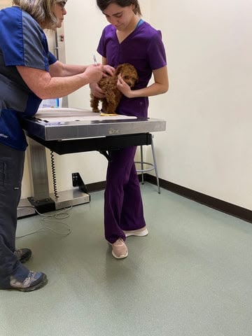 Healthy Cavapoo Puppy Virginia