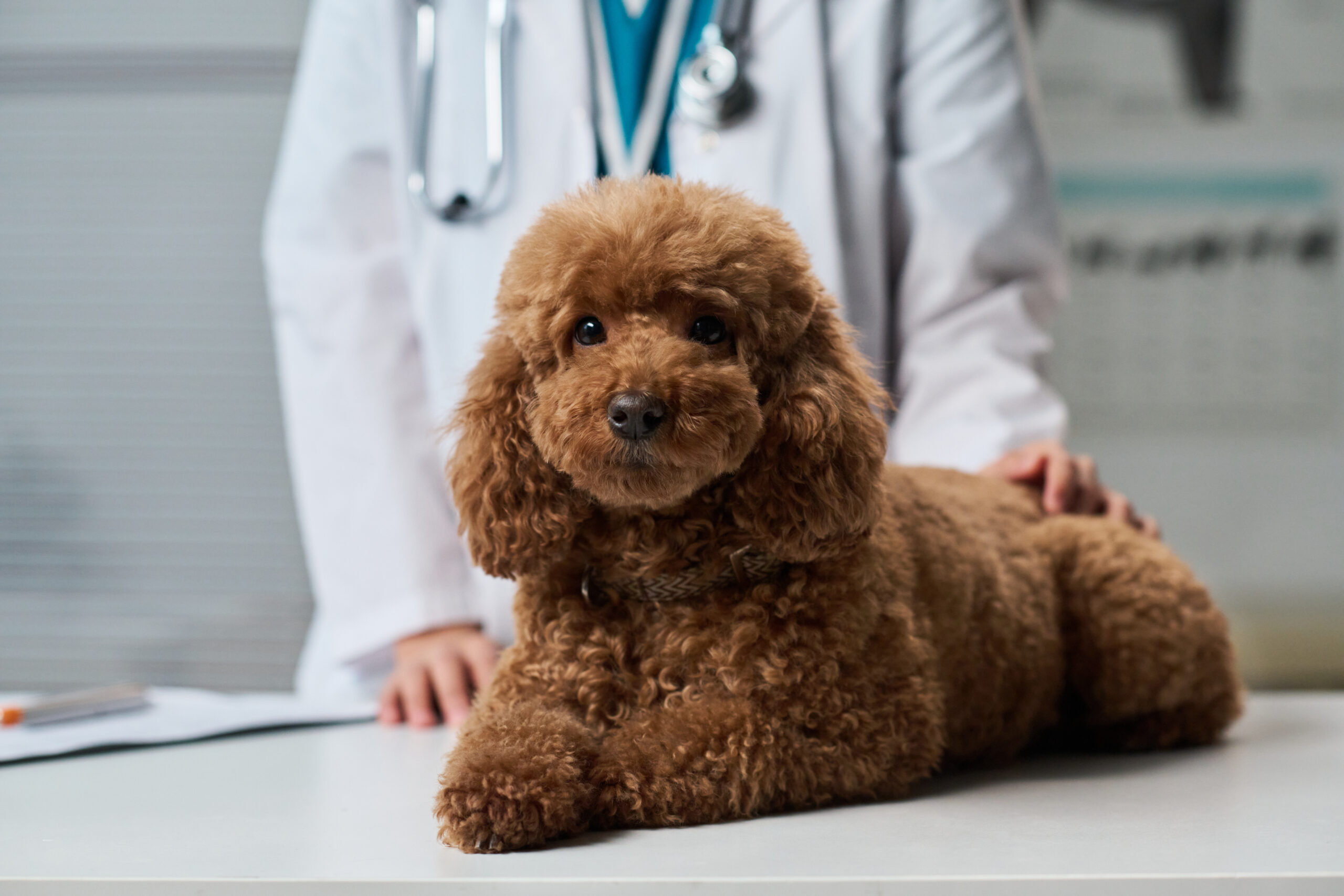 Healthy Cavapoo puppy for sale in North Carolina