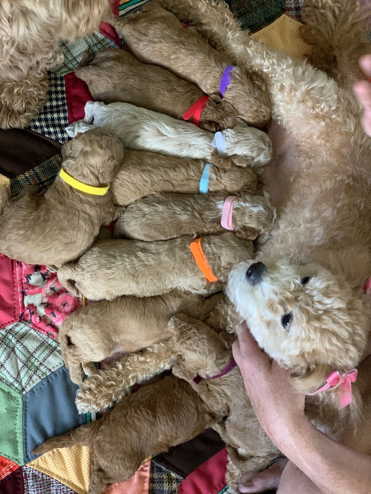 Teddy Bear Cavapoo Virginia
