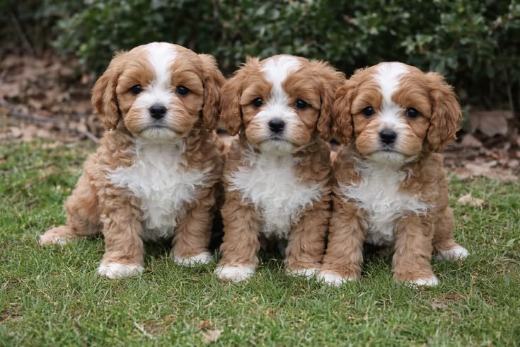 Cavapoo Puppies for Sale in Ohio