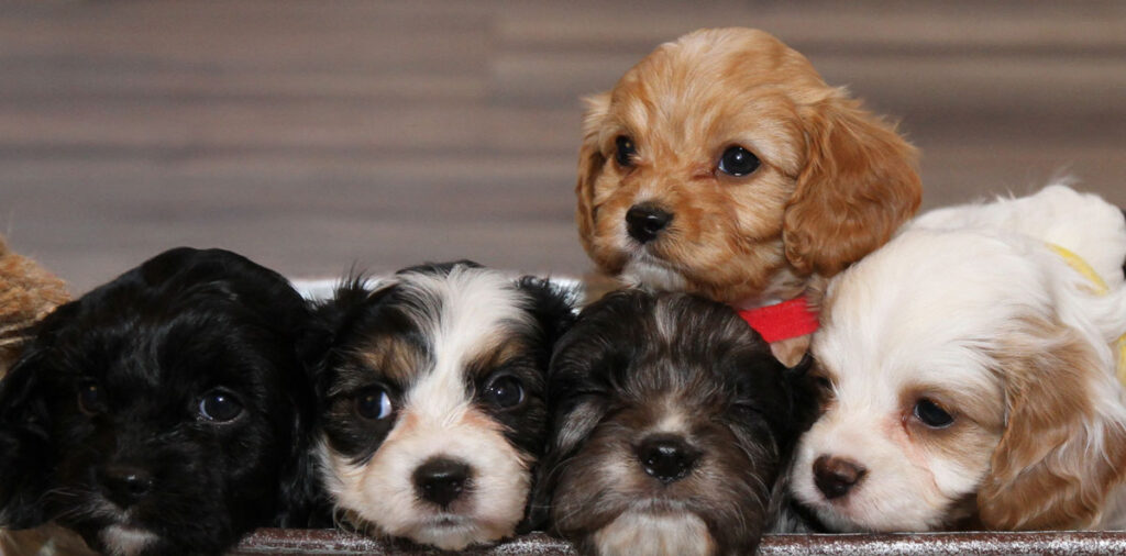 Cavapoo Puppies