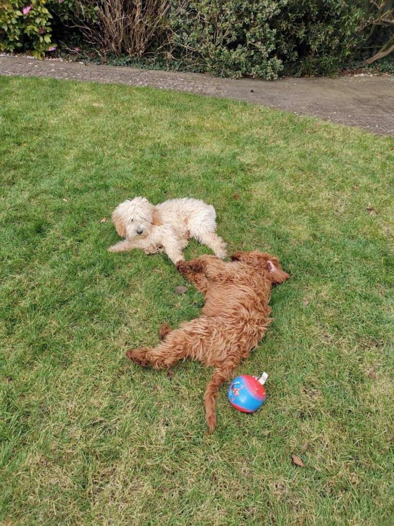 How to Keep Your Dog From Escaping Your Yard How to Keep Your Dog From Escaping Your Yard