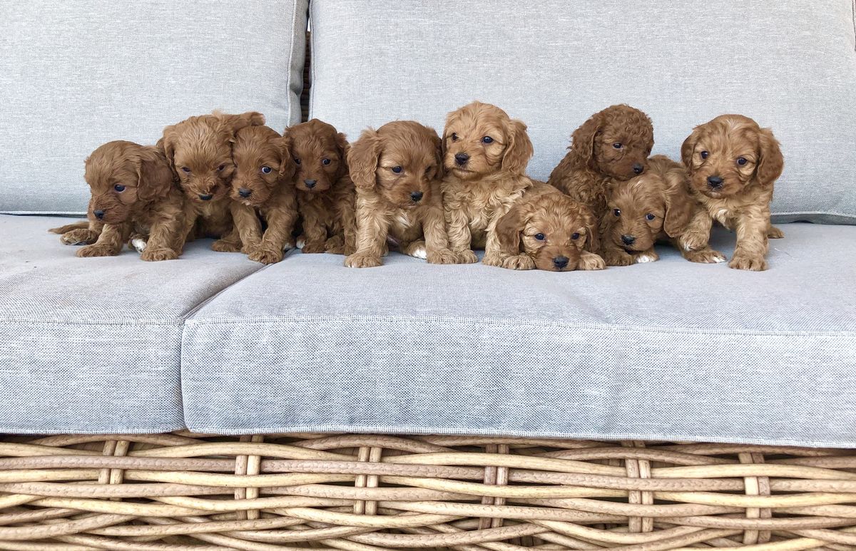 Cavapoo Puppies for Sale in Georgia