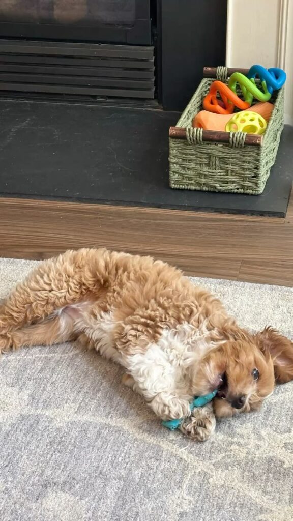 How to Stop Dogs from Chewing Fast How to Stop Dogs from Chewing Fast