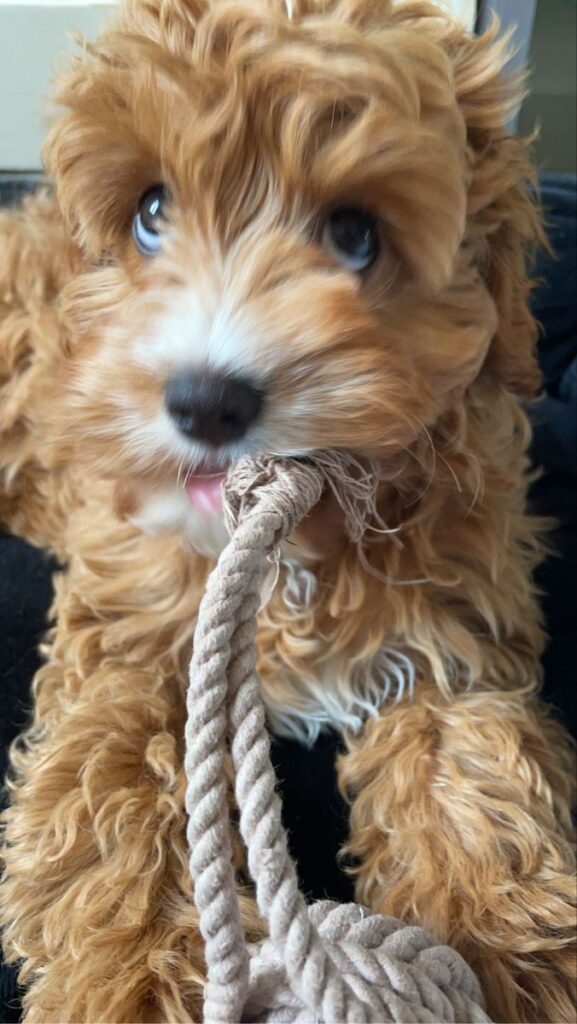 How to Stop Dogs from Chewing Fast How to Stop Dogs from Chewing Fast