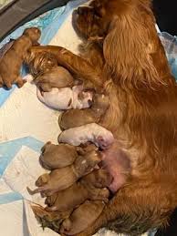 Home raised Cavapoo puppy