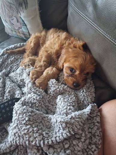 Cavapoo breeder package Cavapoo breeder package