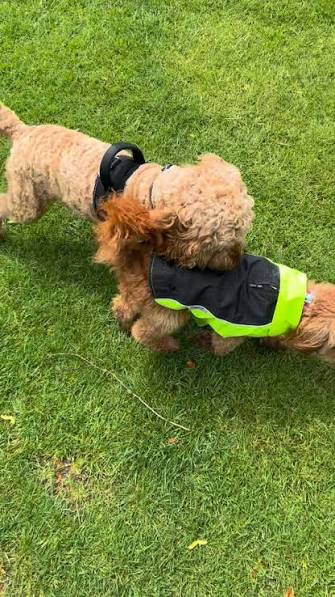 Cavapoo price comparison Cavapoo price comparison