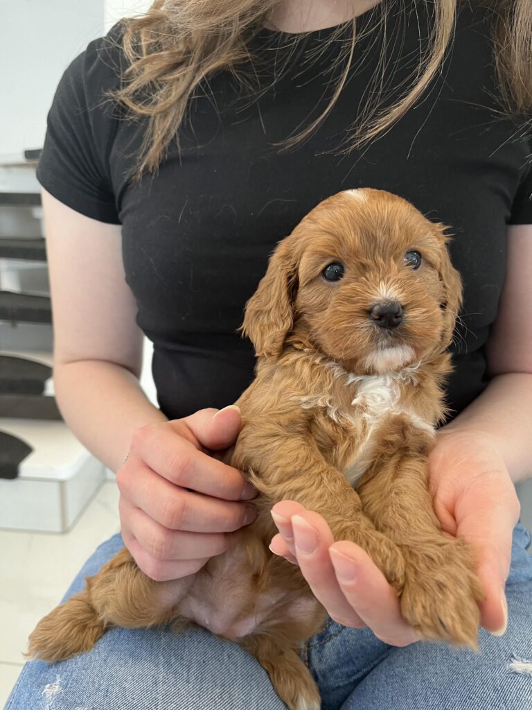 avoid puppy scams avoid puppy scams