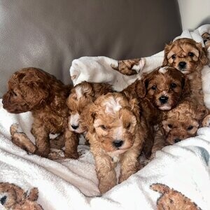Cute Cavapoo puppy available Cute Cavapoo puppy available
