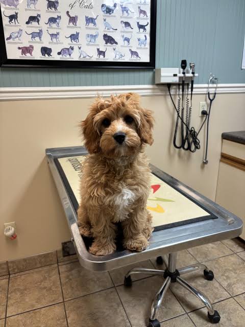Cavapoo cost