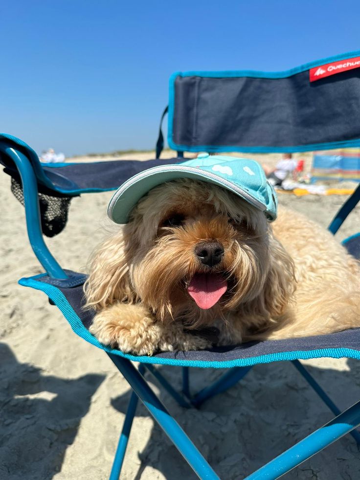 Summer Safety Guide for Cavapoos