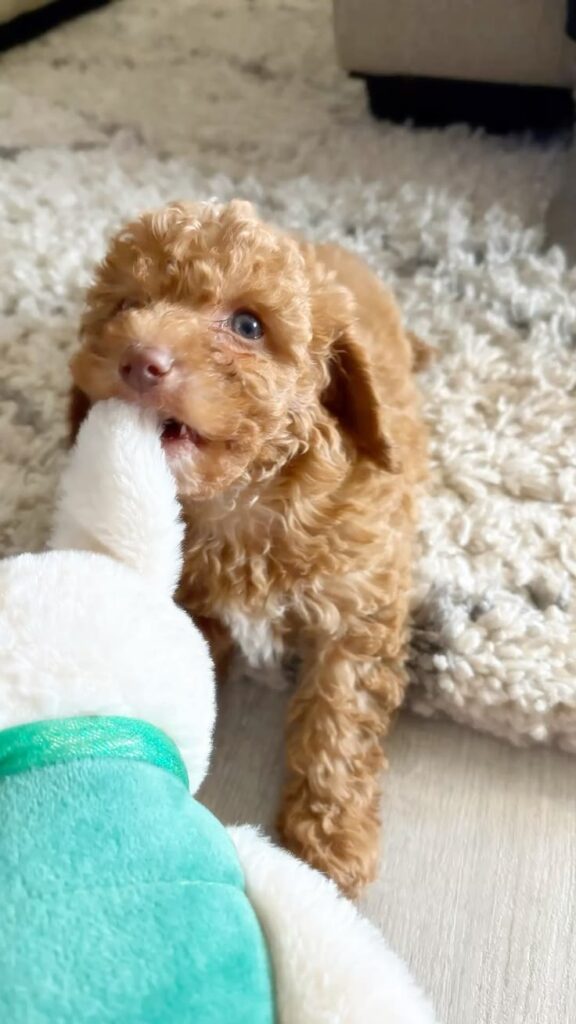 winter weight gain in dogs