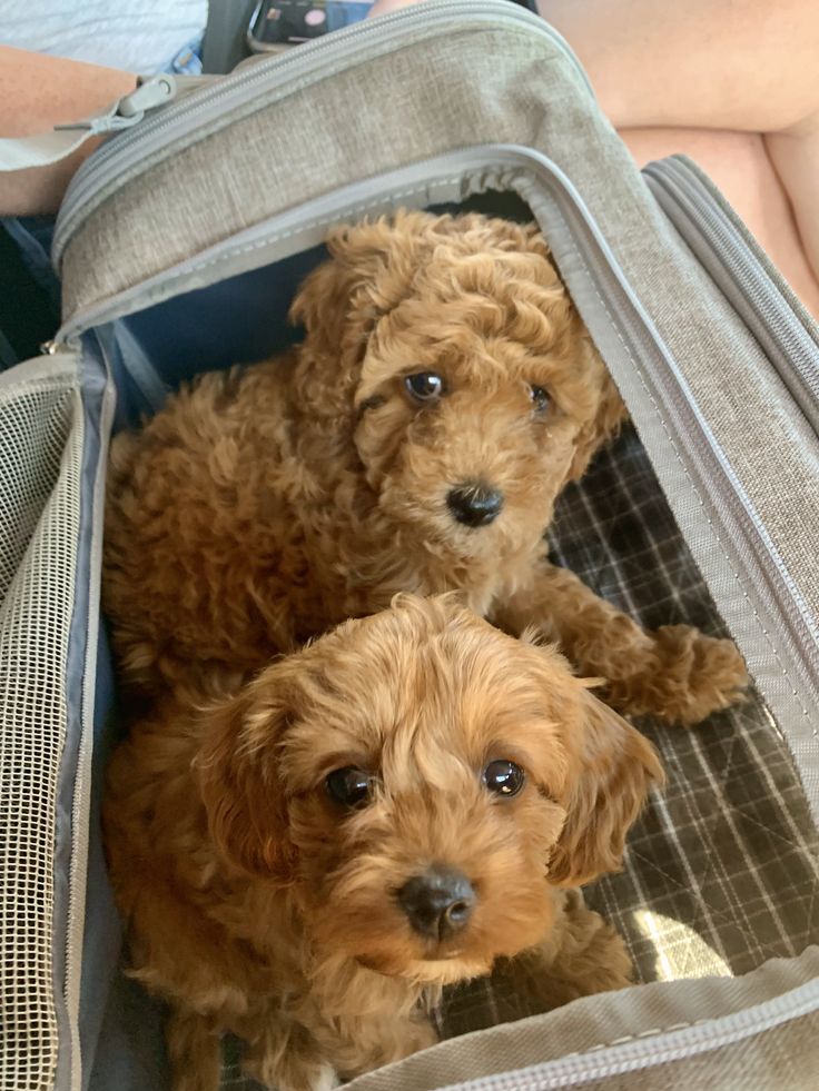 trusted Cavapoo breeder trusted Cavapoo breeder