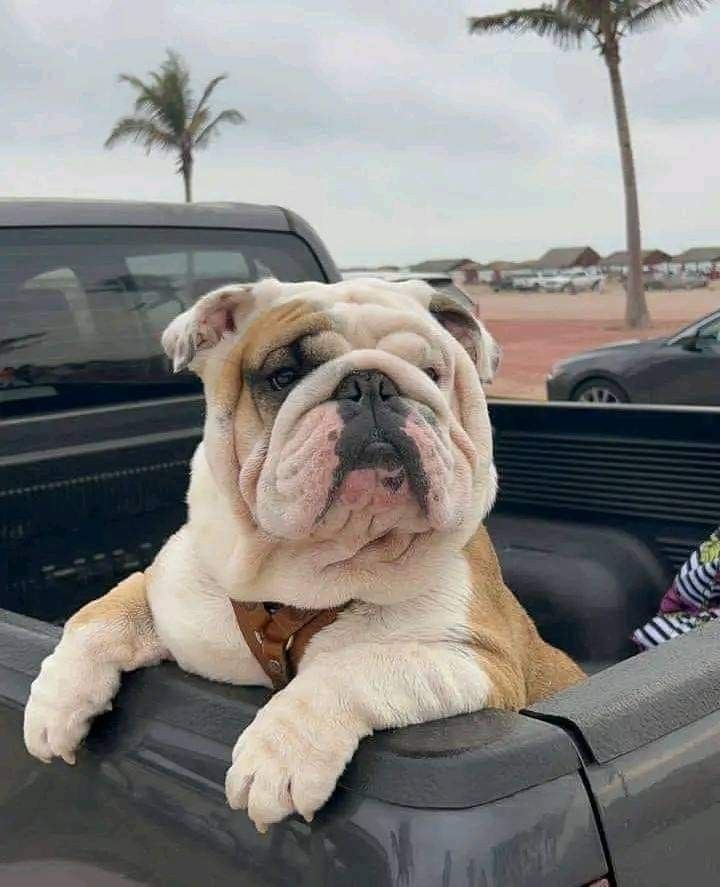 easiest-going dog breeds