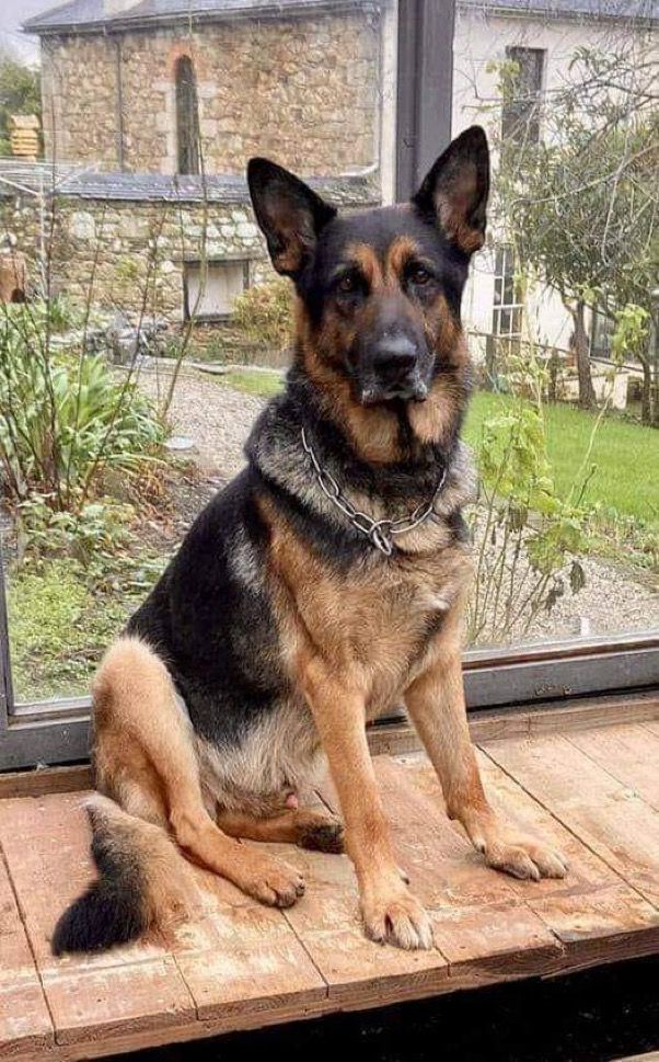 20 interesting dog facts about puppies breeds behavior and canine senses