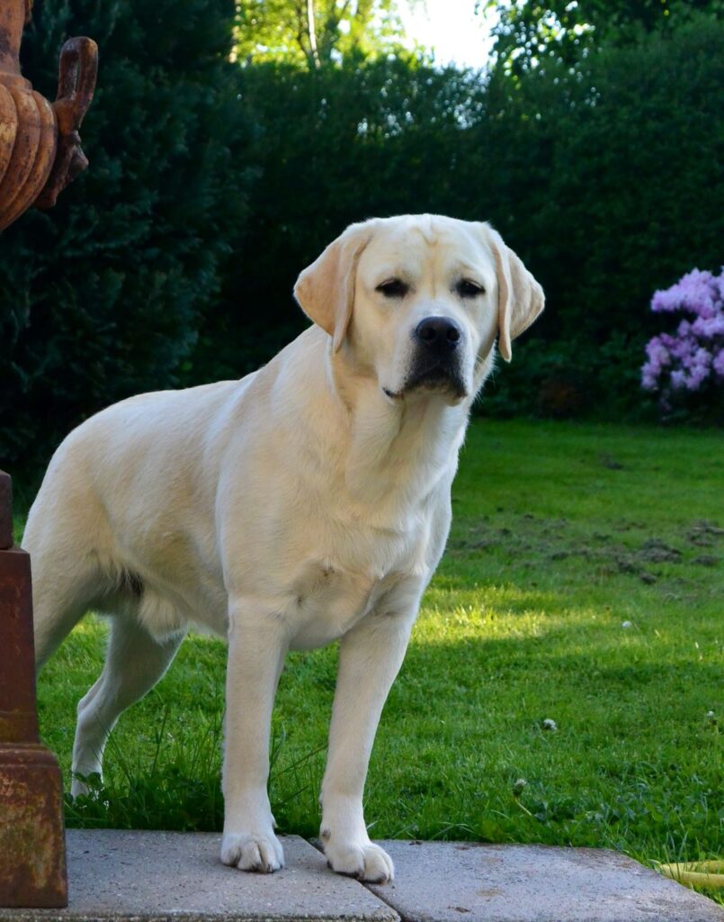 20 interesting dog facts about puppies breeds behavior and canine senses