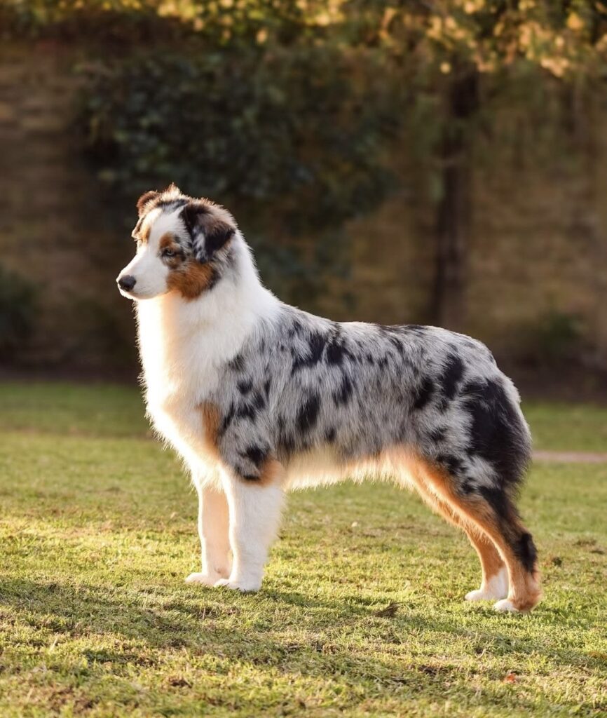 20 interesting dog facts about puppies breeds behavior and canine senses