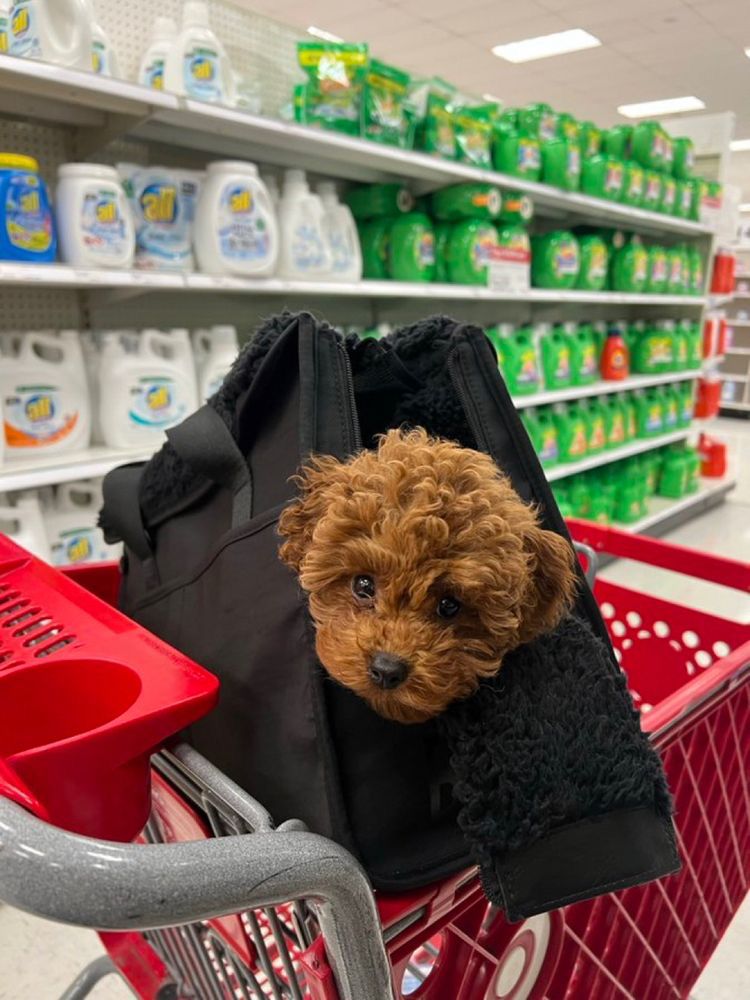 Summer Safety Guide for Cavapoos