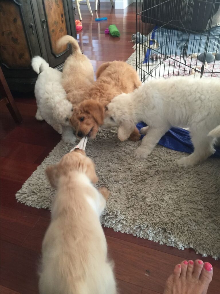 Cavapoo puppy with its breeder during early socialization Cavapoo puppy with its breeder during early socialization