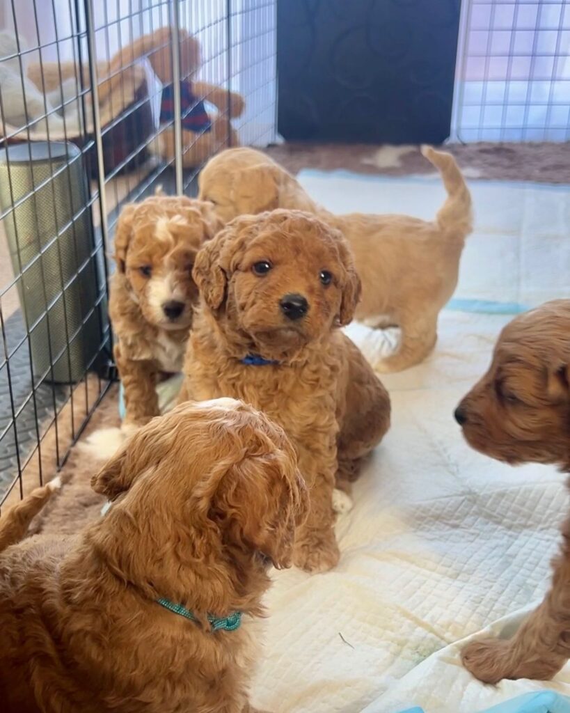 best dog groomer best dog groomer