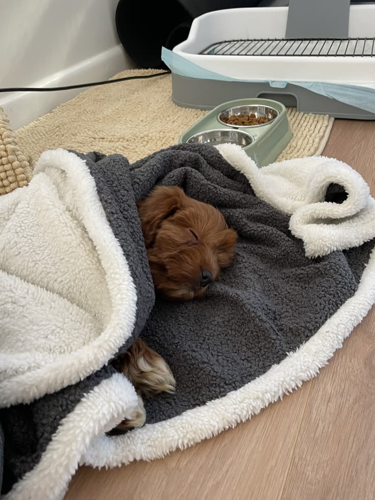trustworthy Cavapoo breeder