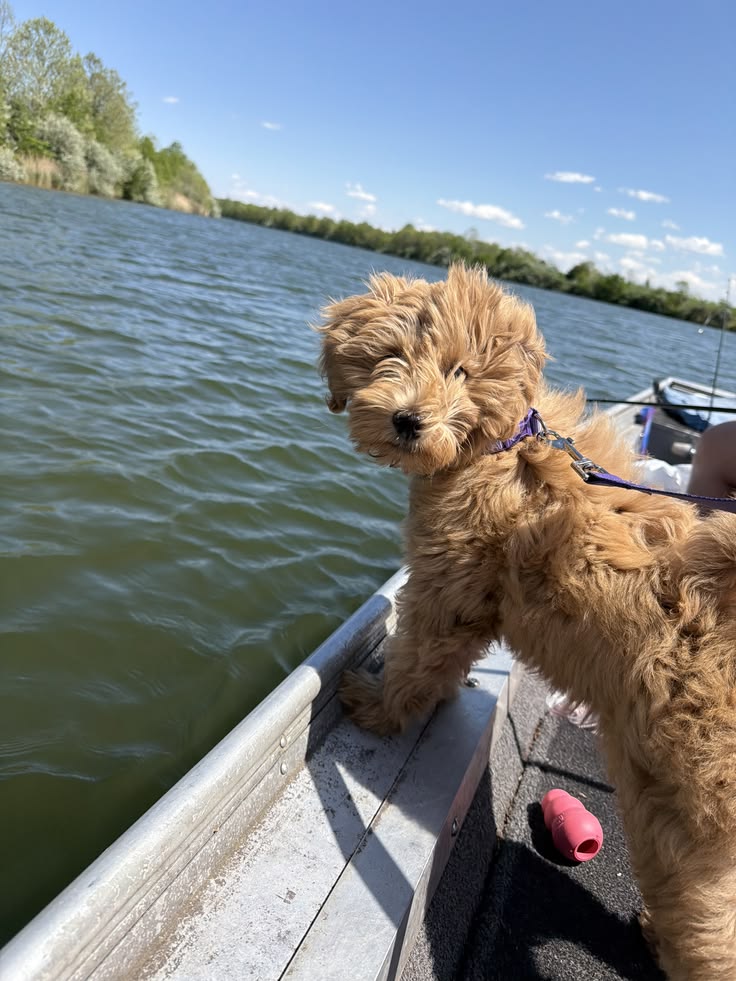 The Ultimate Guide to Dog Breeds That Love Swimming