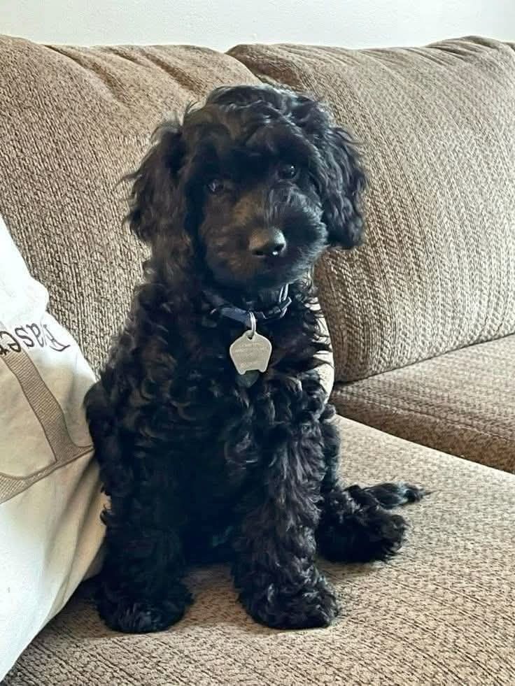 Clicker Training 101