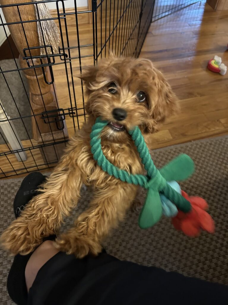 New Puppy Essentials Checklist