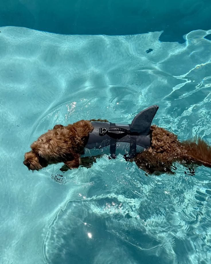The Ultimate Guide to Dog Breeds That Love Swimming