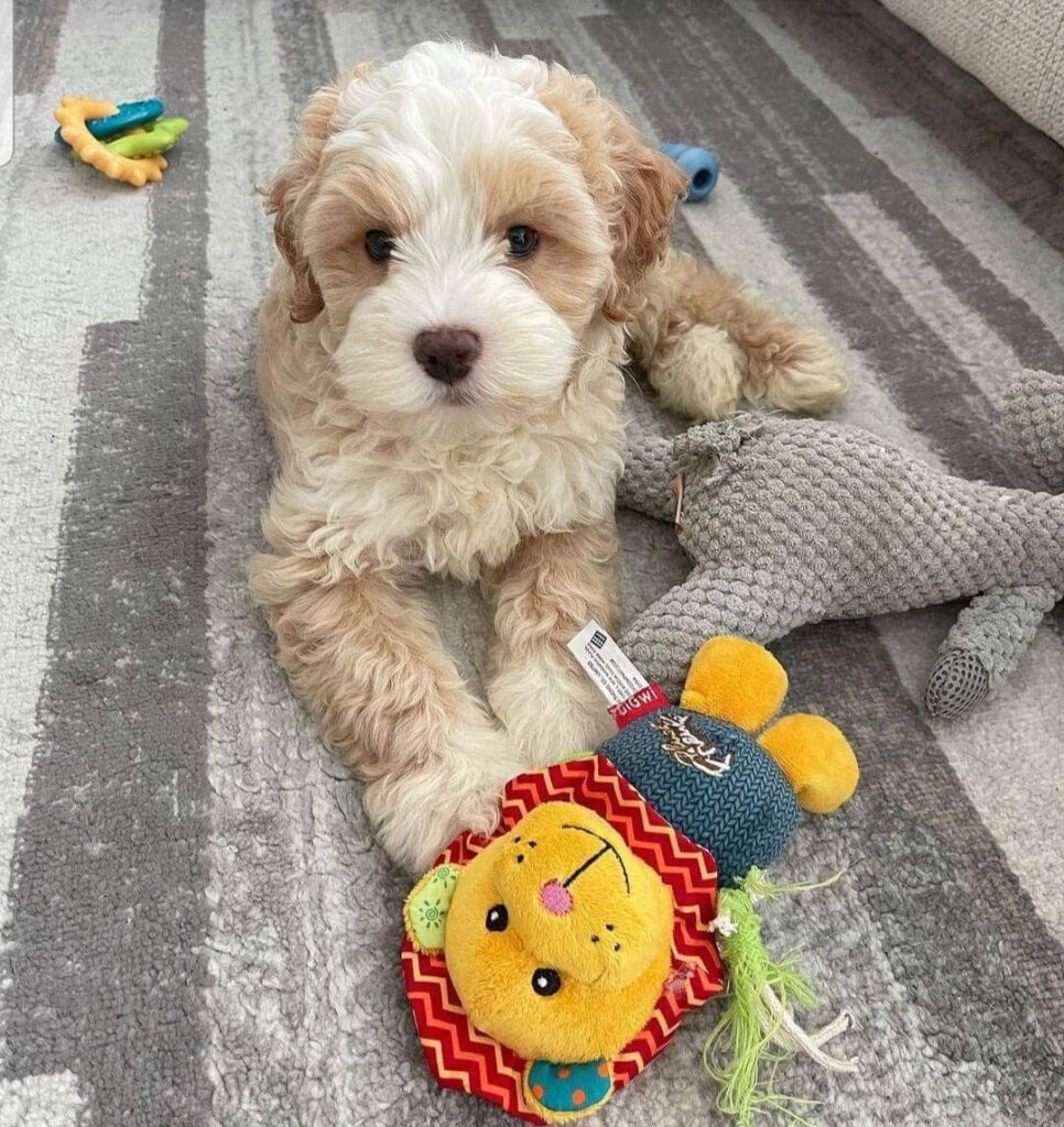 how to buy a Cavapoo puppy