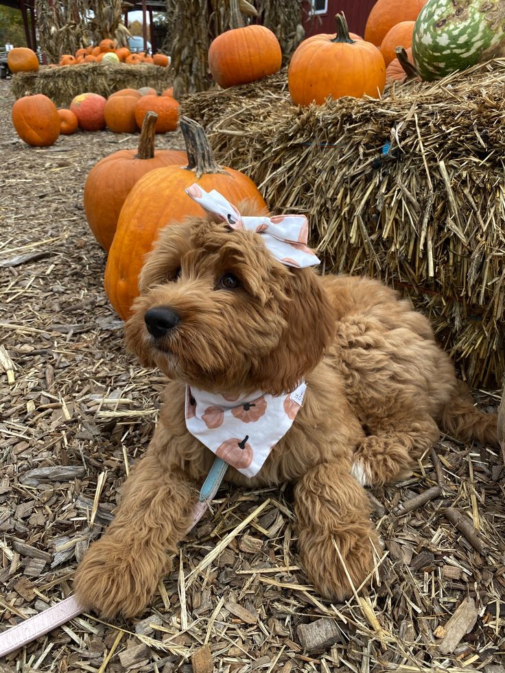 Homemade Dog Treats Your Cavapoo Will Love