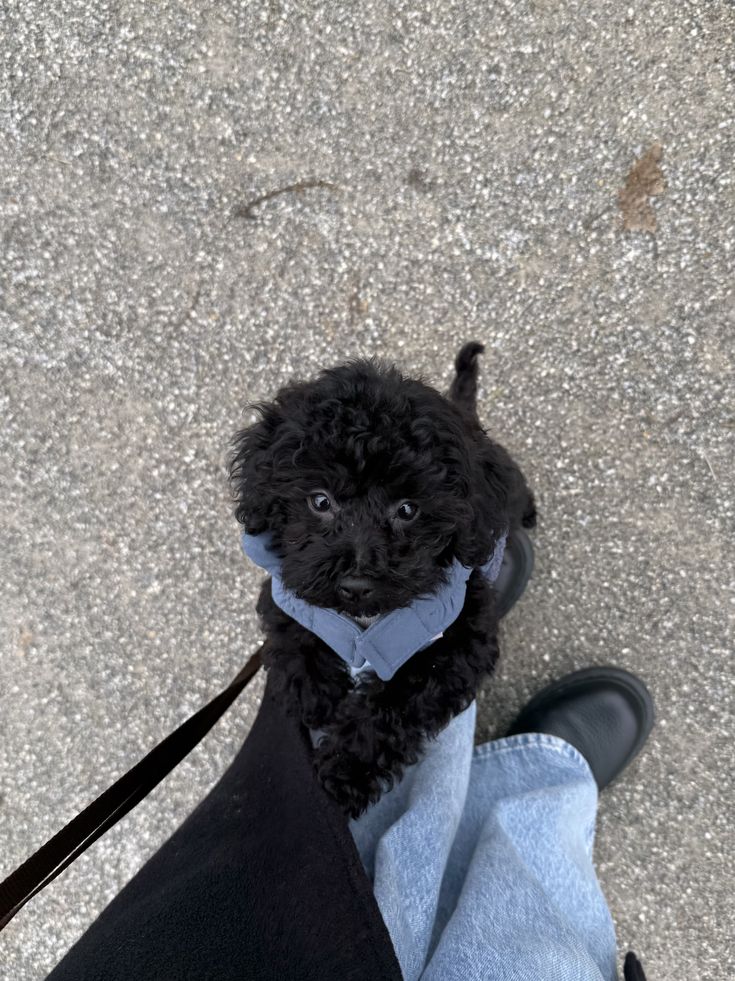 Amazing Black Dog Breeds That Make Wonderful Family Pets