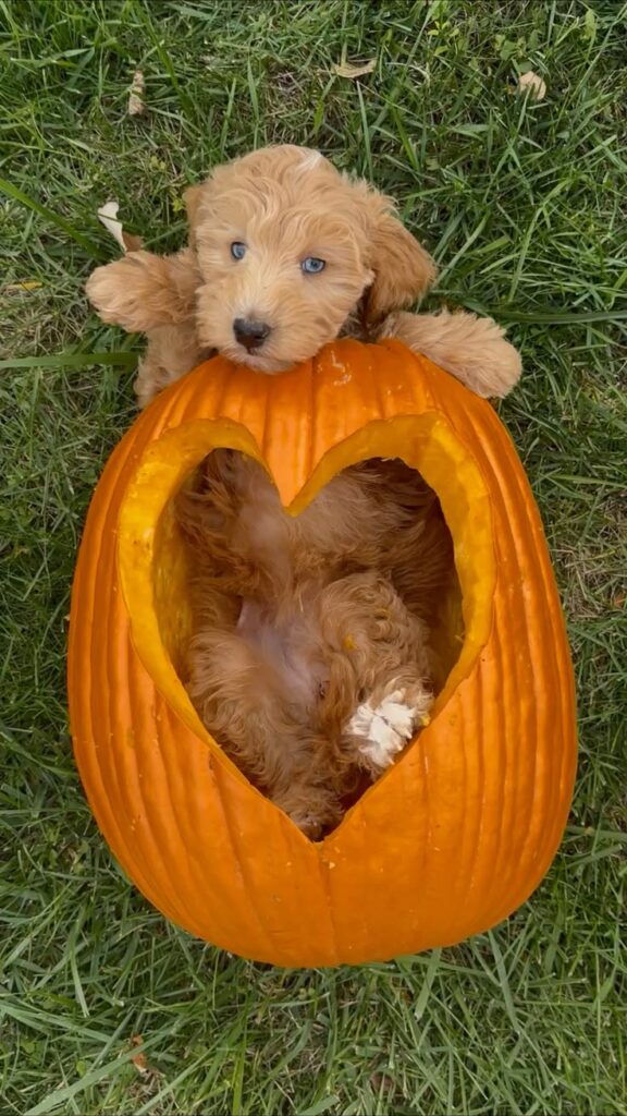 Dogs and Halloween Dogs and Halloween