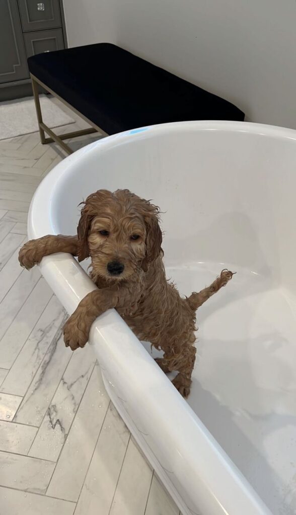 How to clean up dog hair How to clean up dog hair