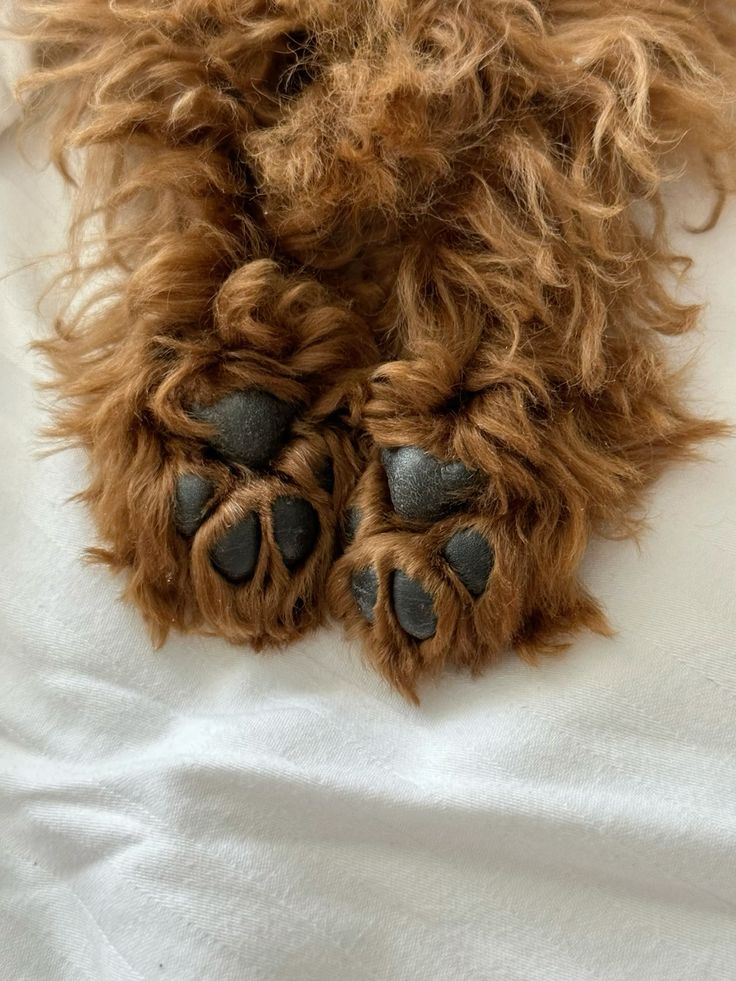dog paw pad care dog paw pad care