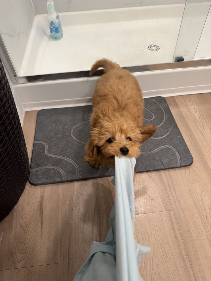 How to Stop Puppy Mouthing