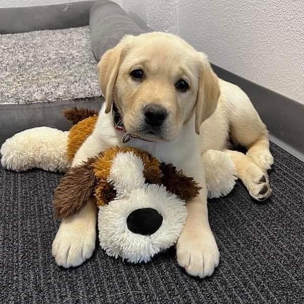 dog breeds with the largest litters