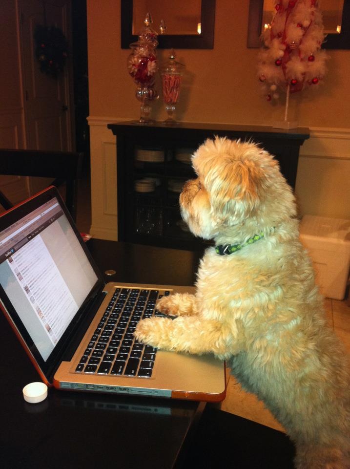 5 Best Dog Blogs You Need to Check Out 5 Best Dog Blogs You Need to Check Out