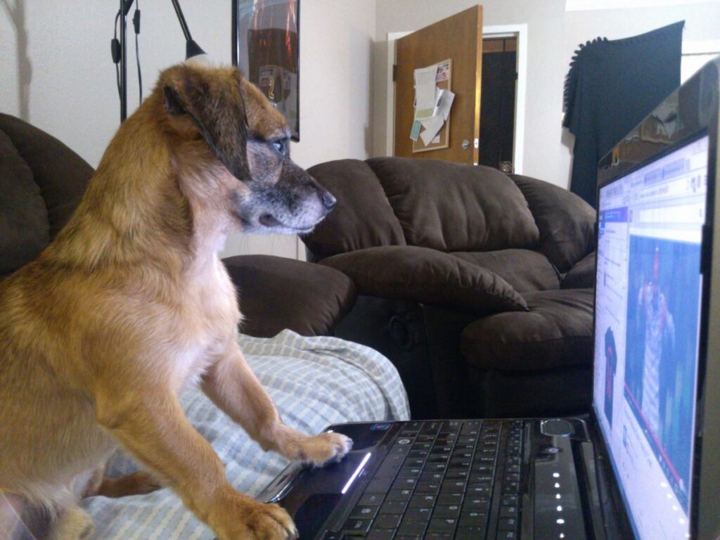 5 Best Dog Blogs You Need to Check Out 5 Best Dog Blogs You Need to Check Out