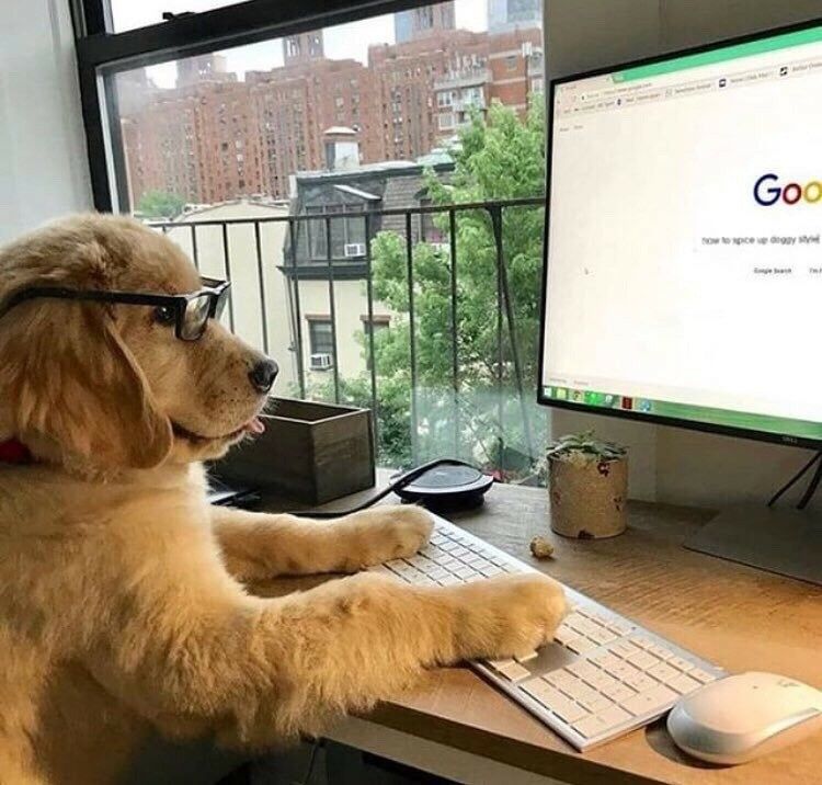 5 Best Dog Blogs You Need to Check Out 5 Best Dog Blogs You Need to Check Out