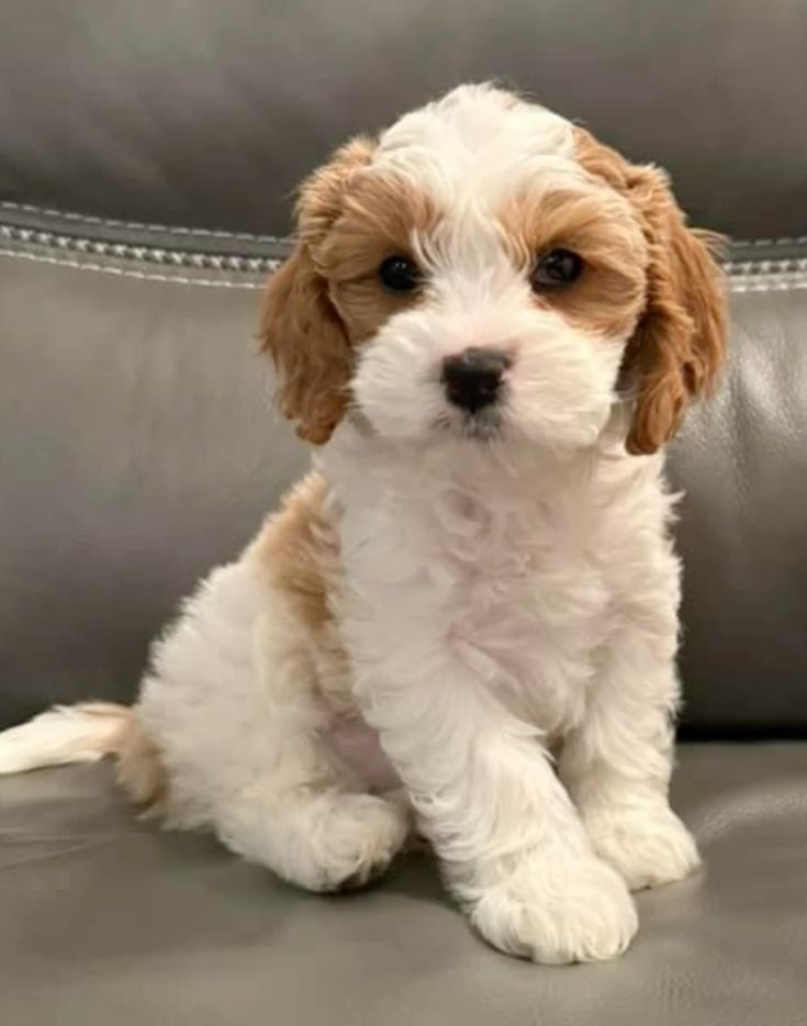 White Dog Breeds