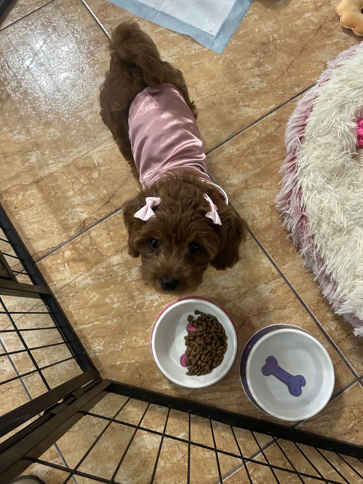 Thanksgiving foods dogs can eat