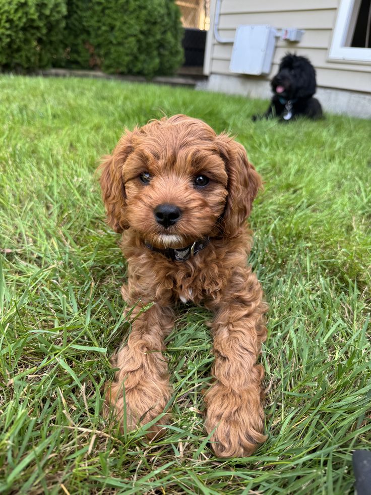 Cavapoo puppy spring Cavapoo puppy spring