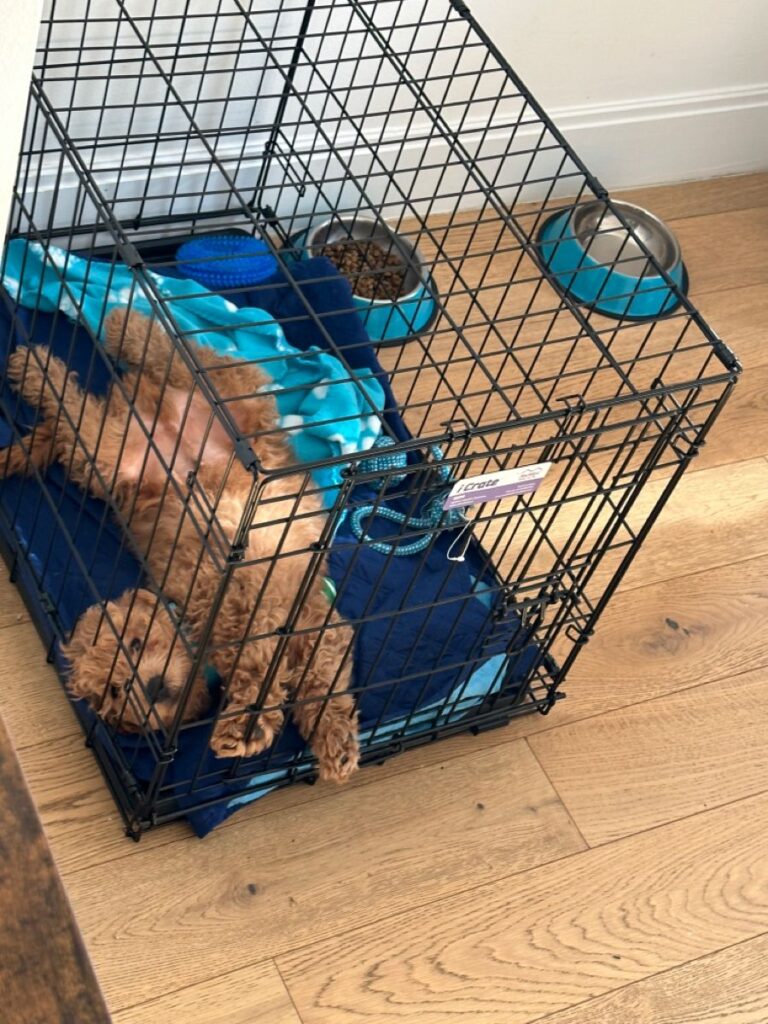 Smart Budgeting Tips Every New Cavapoo Owner Should Know