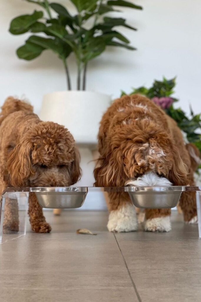 puppy water schedule puppy water schedule